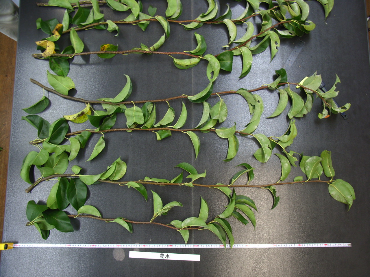 品種登録迅速化総合電子化システム