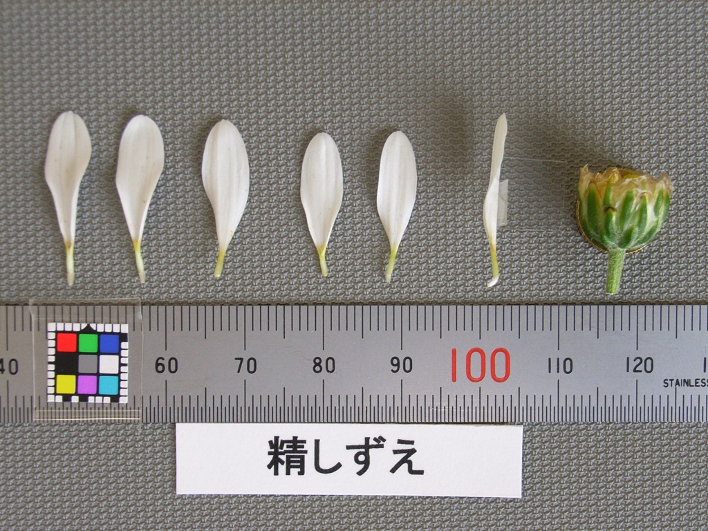 品種登録迅速化総合電子化システム