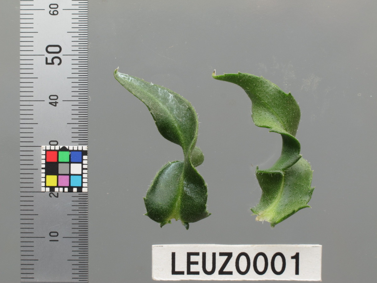 破格】STAMMBAUM すっごく シュタンバウム Japanese larch 別注