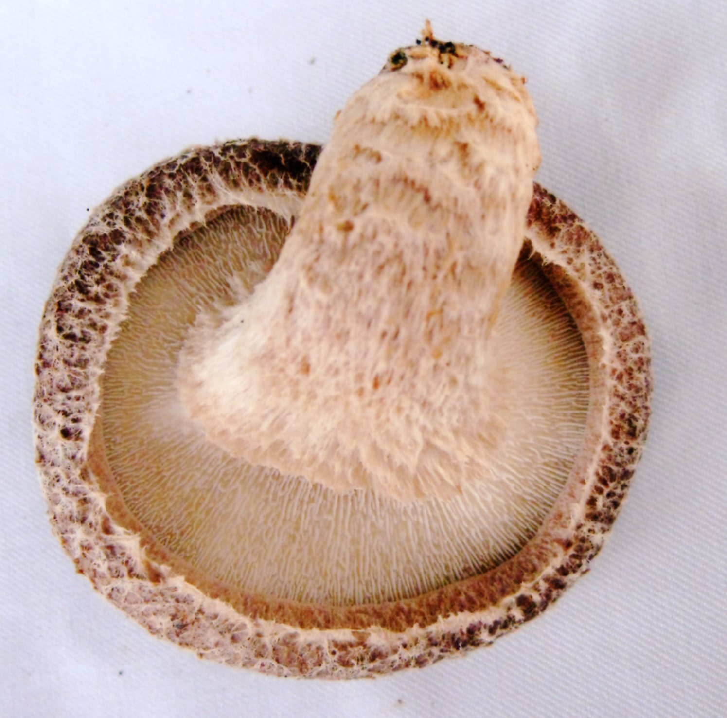 シイタケです 品種登録迅速化総合電子化システム