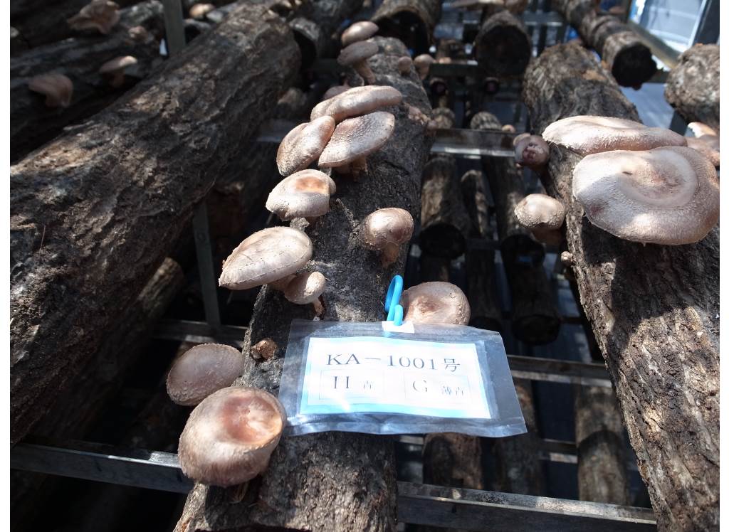 シイタケです しいたけビット｜創業1923年 木工ドリルメーカーの株式会社スターエム