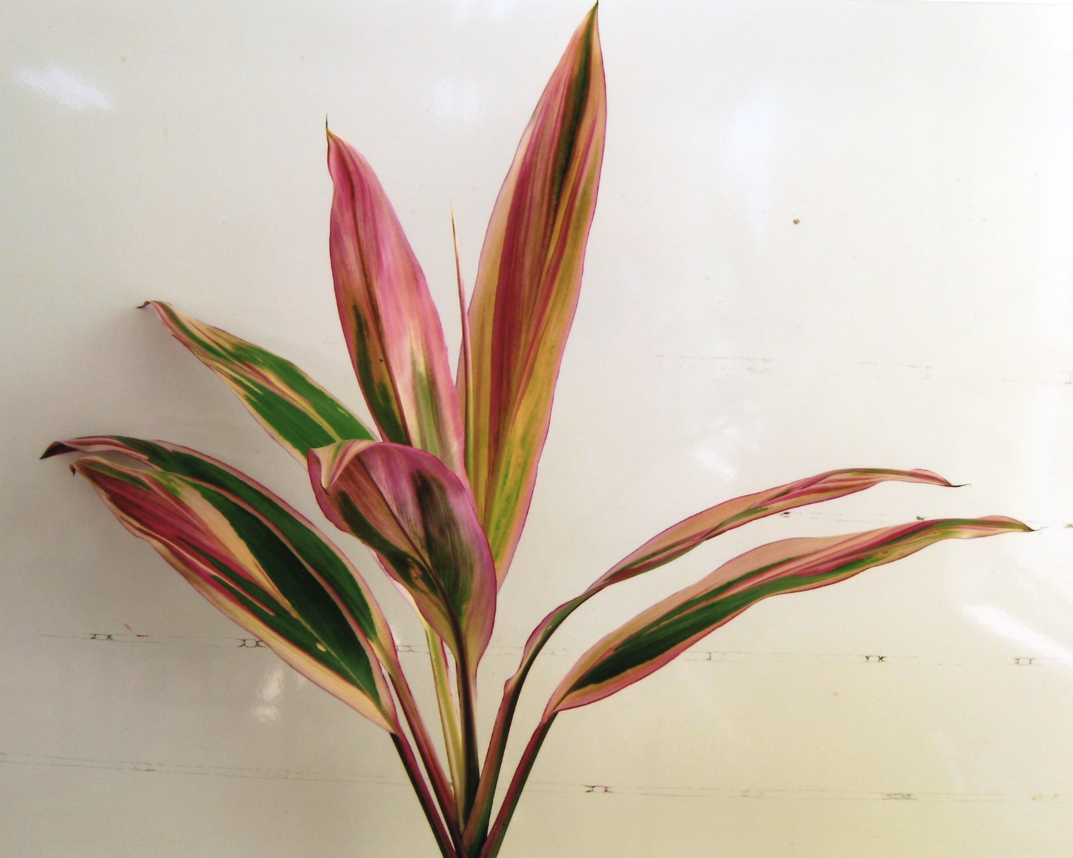 品種登録迅速化総合電子化システム