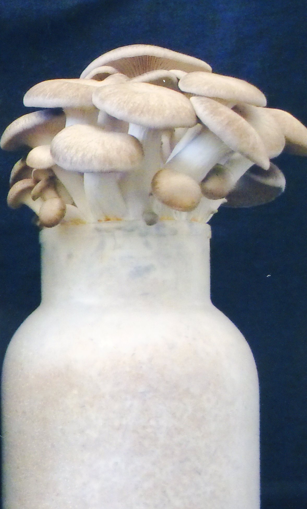 品種登録迅速化総合電子化システム