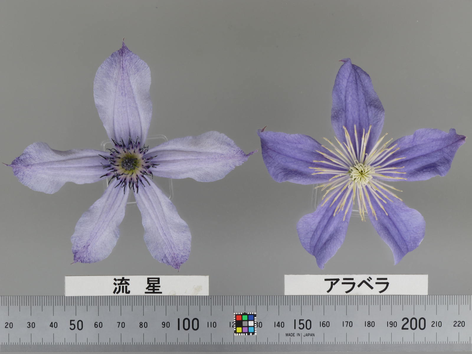 限定セット】ラベル付きクレマチス4品種❤️流星❤️他 クレマチス