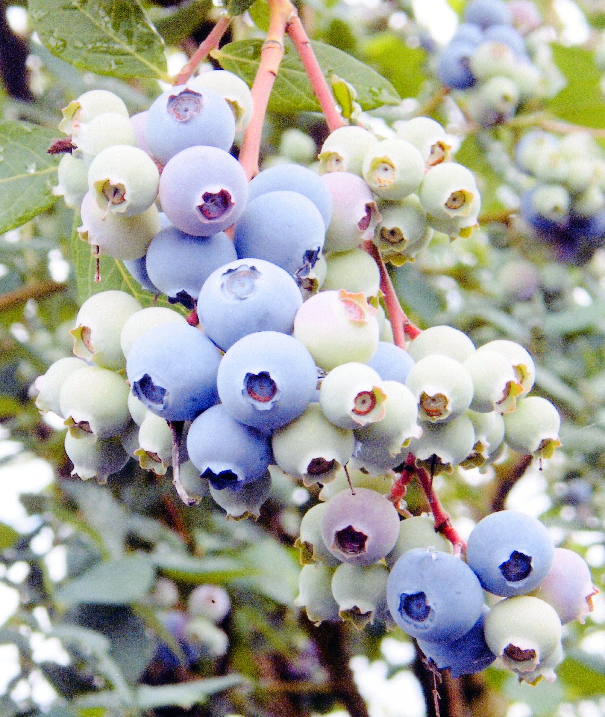 品種登録迅速化総合電子化システム