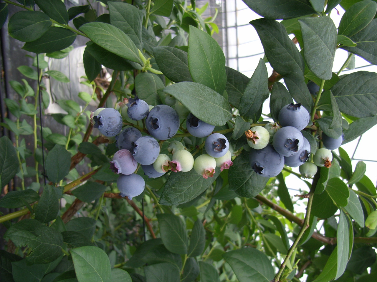 ブルーベリー 魚類 品種登録迅速化総合電子化システム