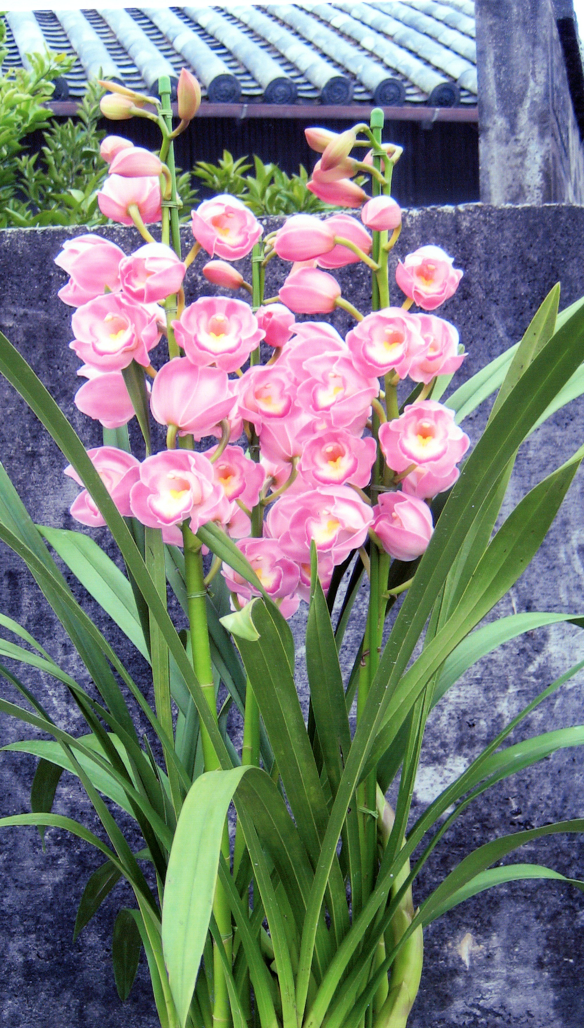 品種登録迅速化総合電子化システム