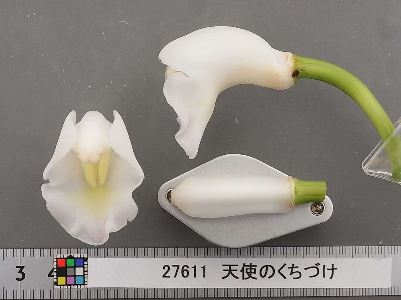 品種登録迅速化総合電子化システム