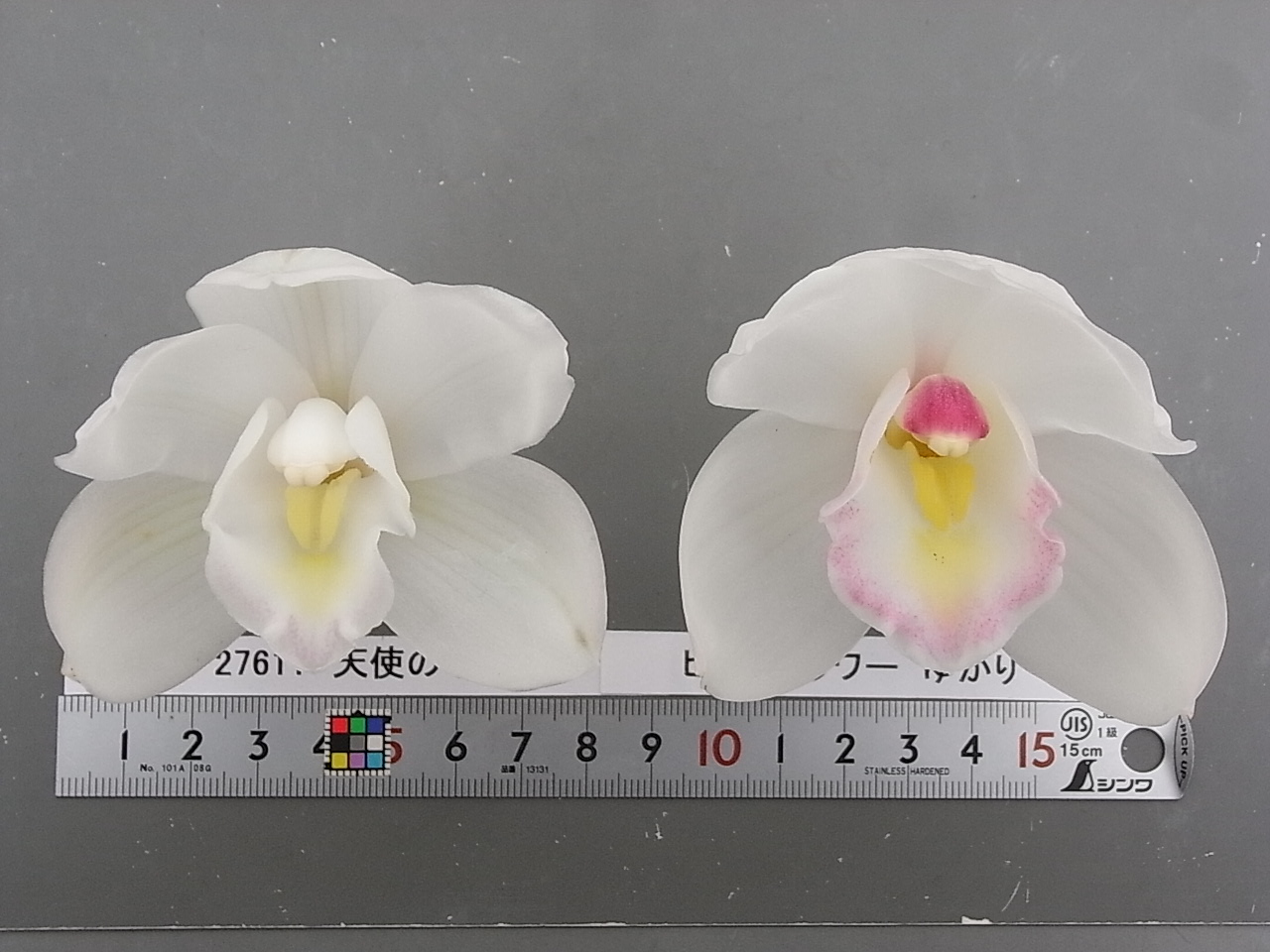 はなはな様確認用 アスクル カラーインデックス A4タテ インデックスシート 2穴 5山 PP製