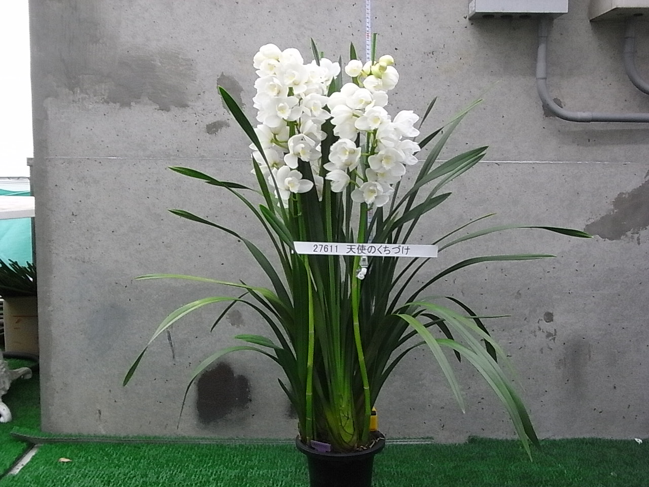 品種登録迅速化総合電子化システム