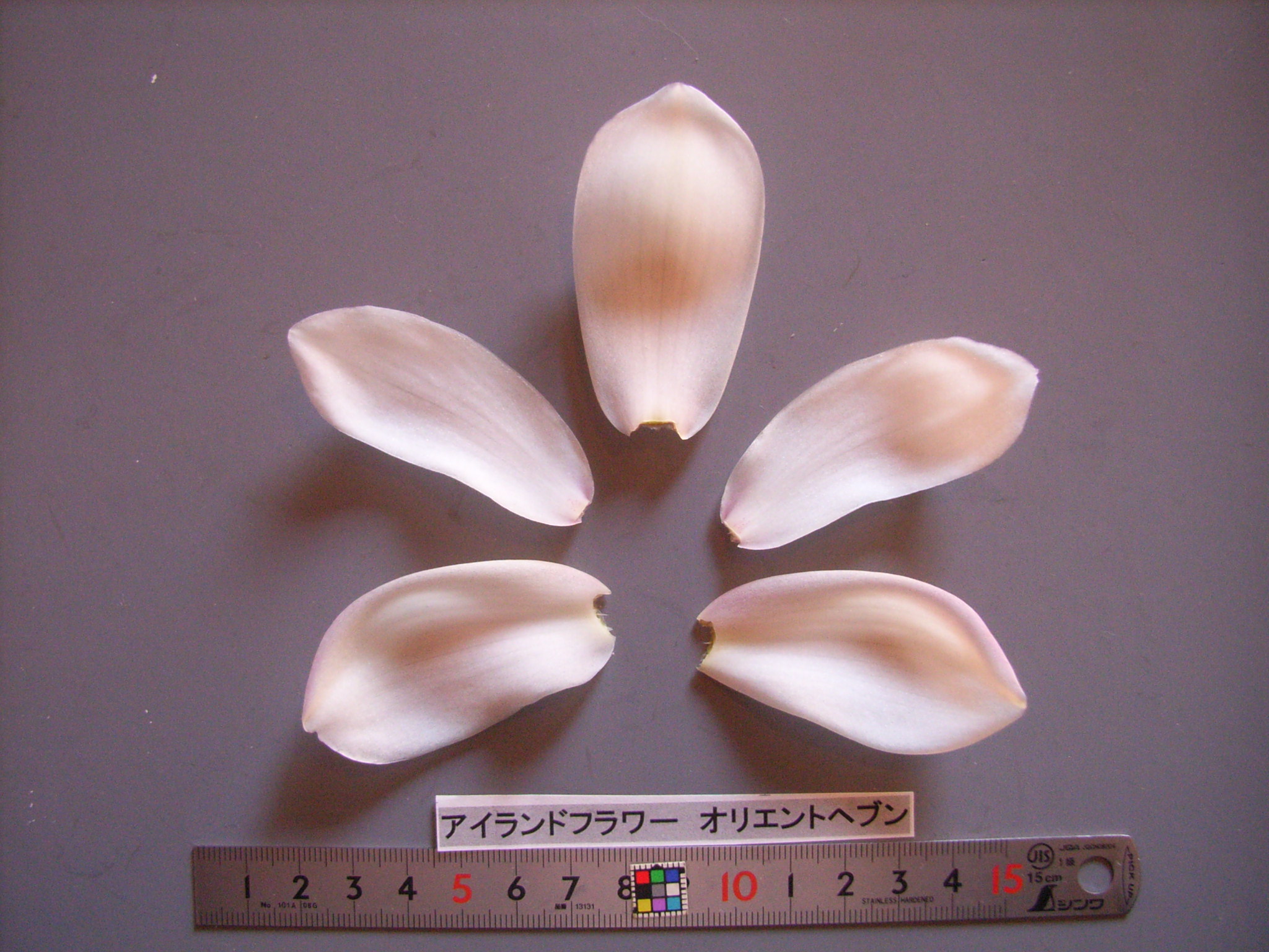 品種登録迅速化総合電子化システム