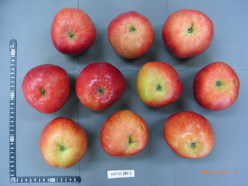 りんご② りんごさま専用 りんご・専用【シ2×3】 りんご様 りんご様 ZX