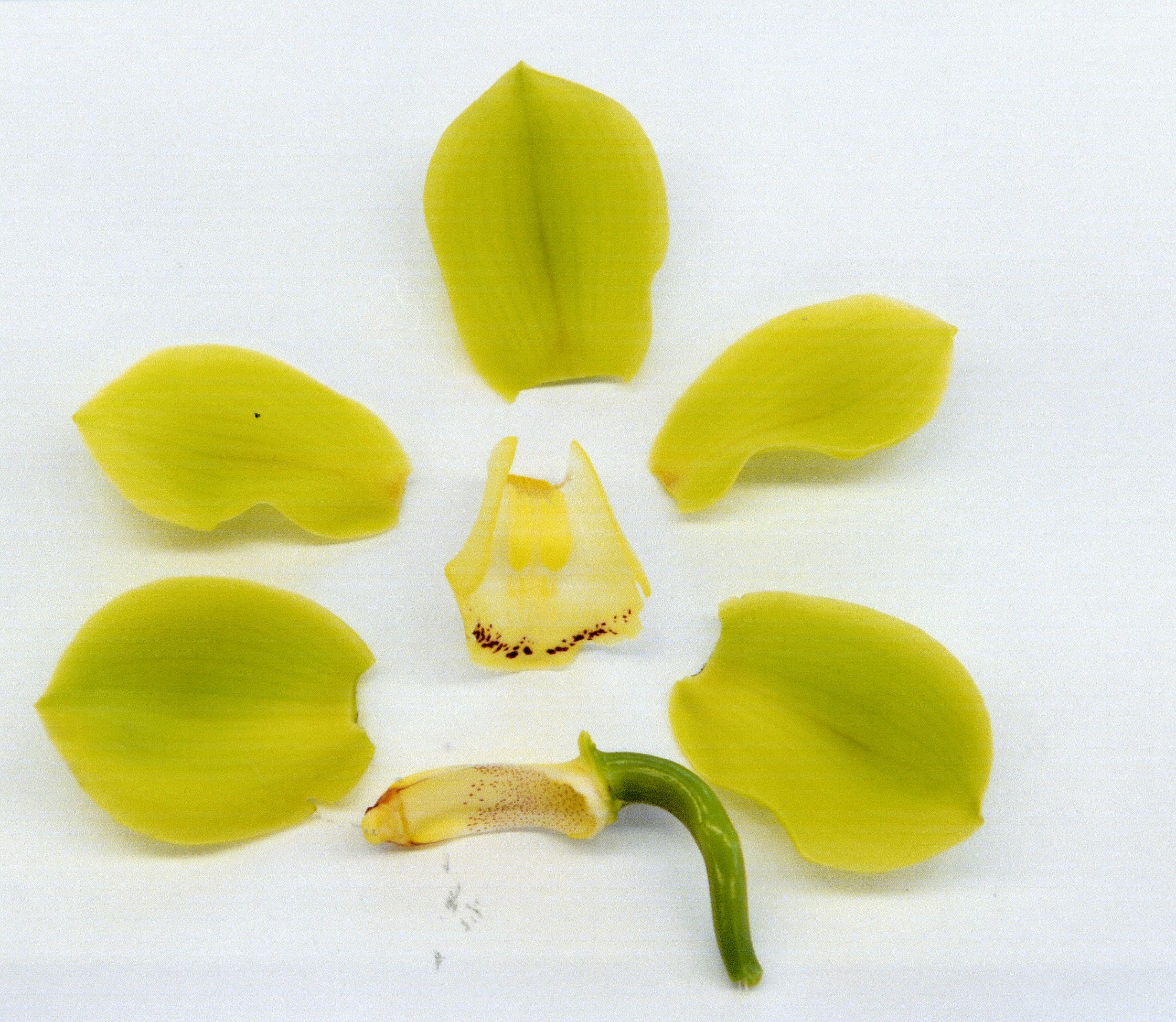 品種登録迅速化総合電子化システム