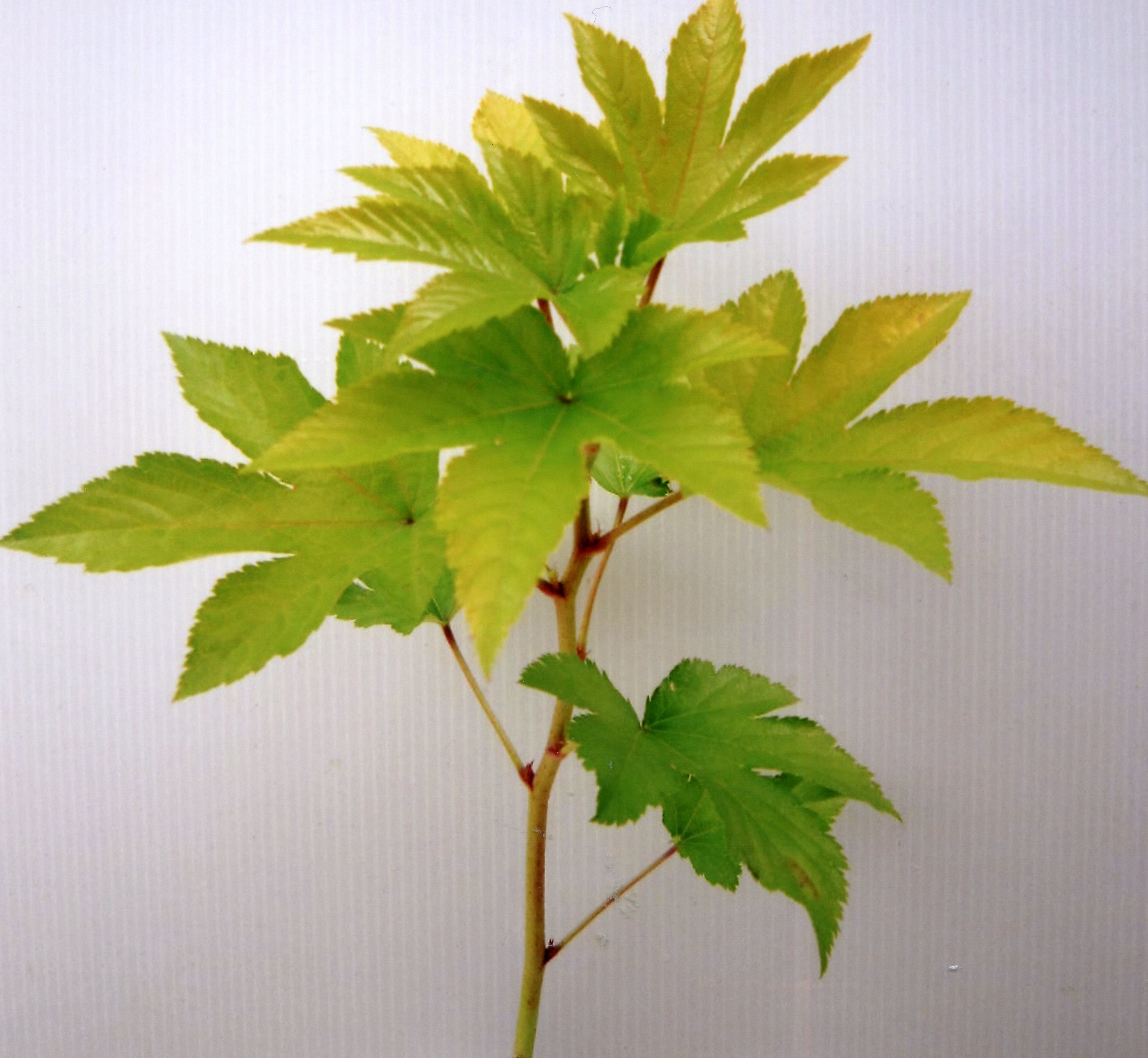 しい葉 品種登録迅速化総合電子化システム