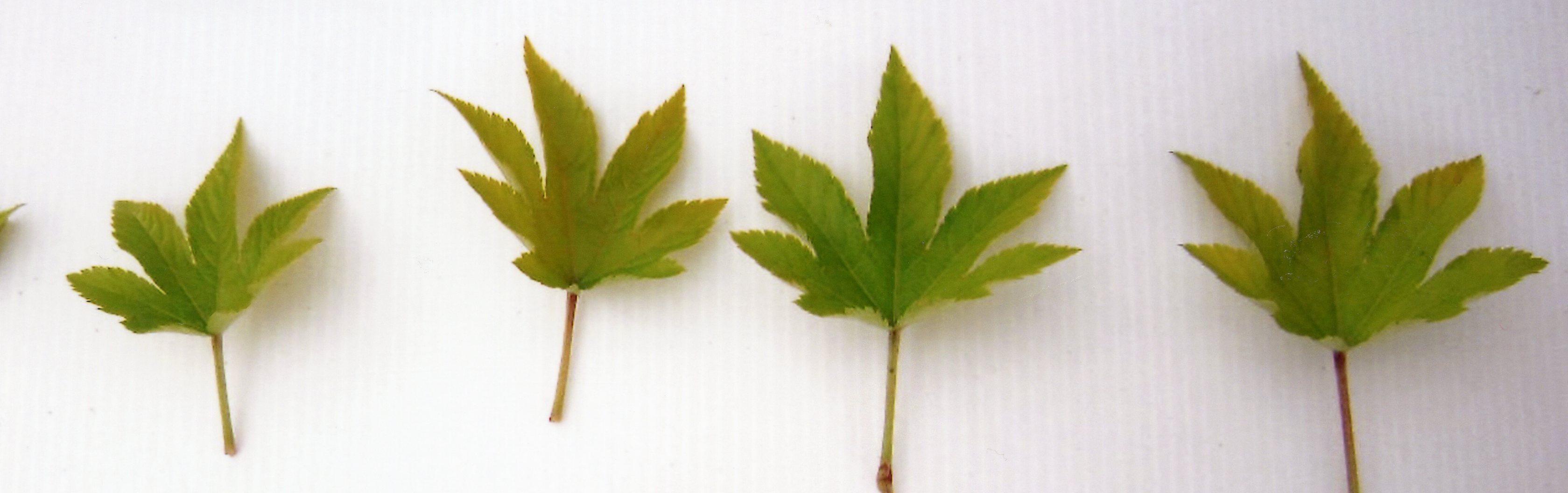 しい葉 品種登録迅速化総合電子化システム