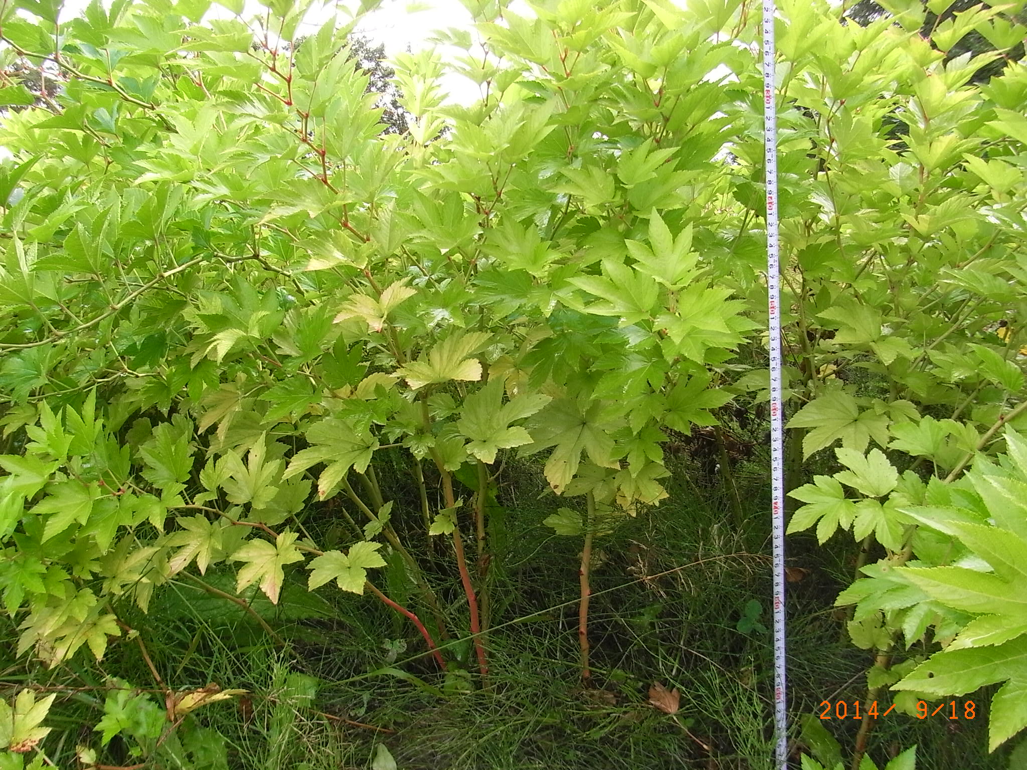 品種登録迅速化総合電子化システム