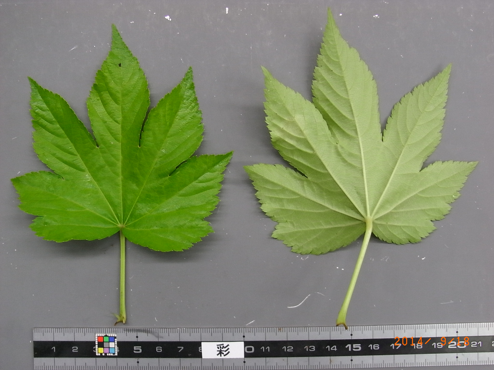 品種登録迅速化総合電子化システム