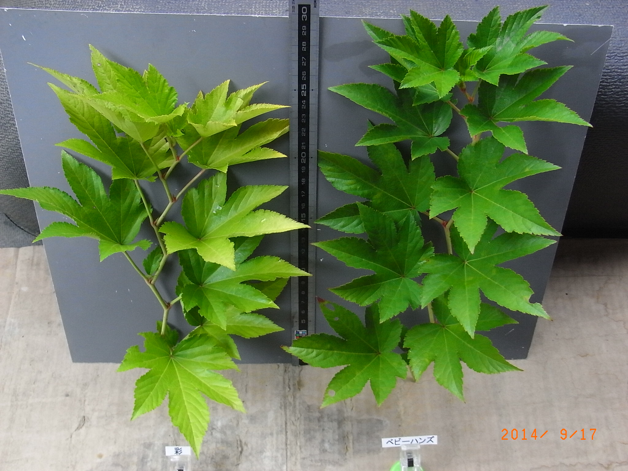 品種登録迅速化総合電子化システム