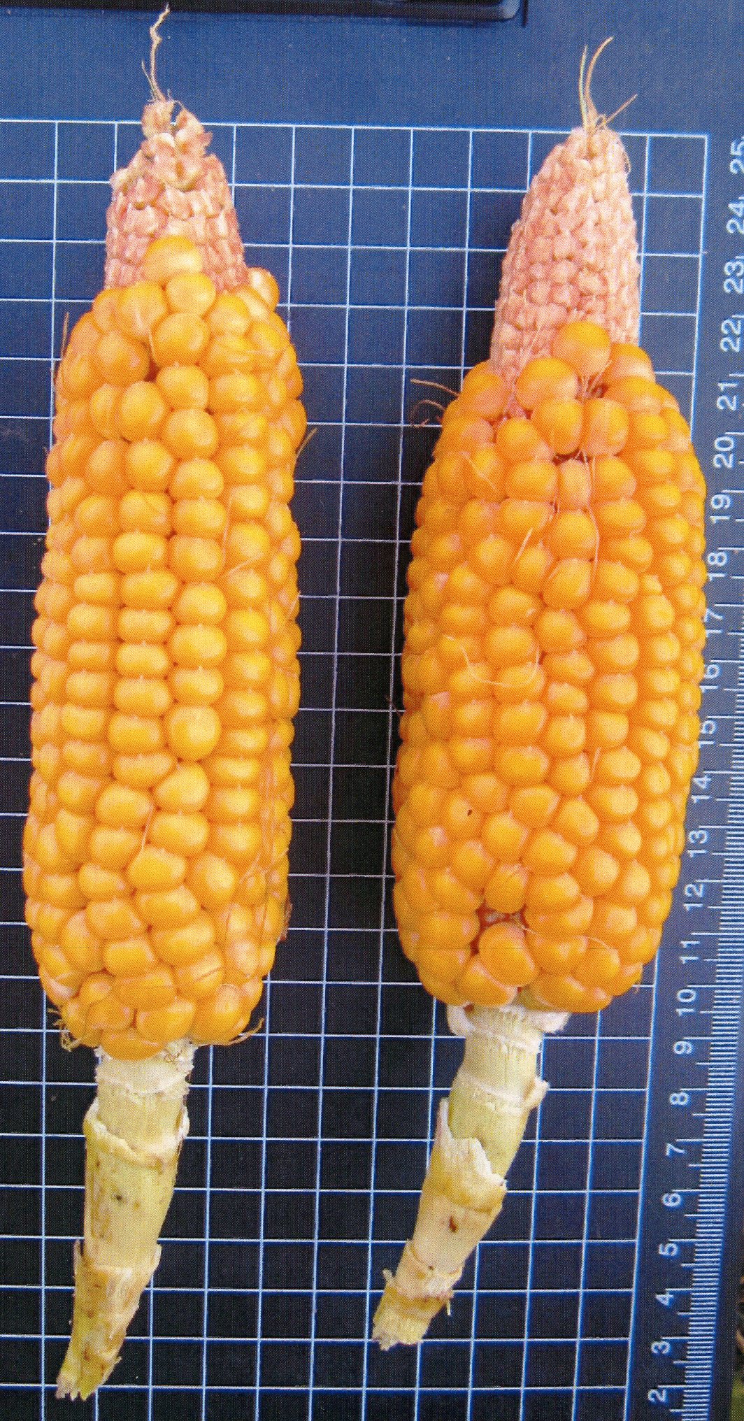 とうろもこし！ 品種登録迅速化総合電子化システム