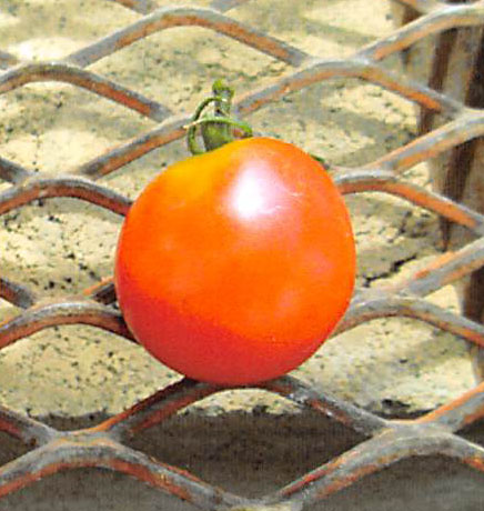 品種登録迅速化総合電子化システム