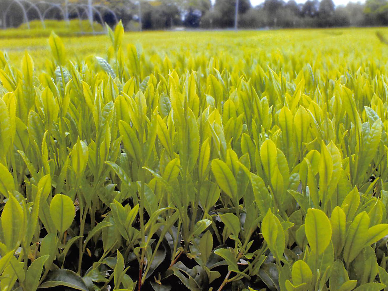 品種登録迅速化総合電子化システム