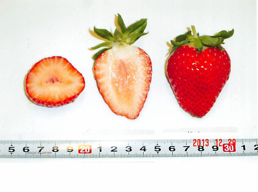 イチゴ様確認用 品種登録迅速化総合電子化システム