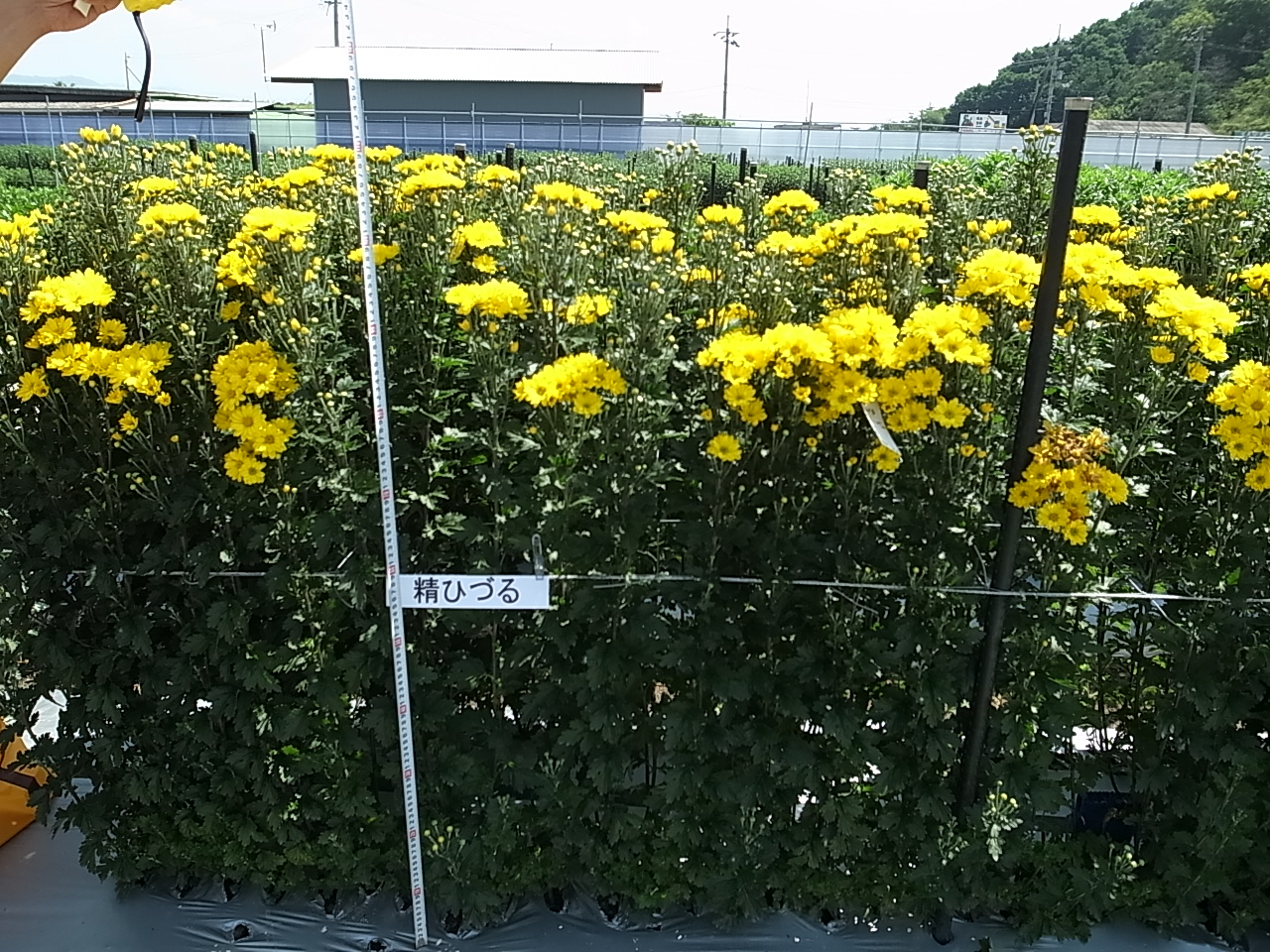 品種登録迅速化総合電子化システム