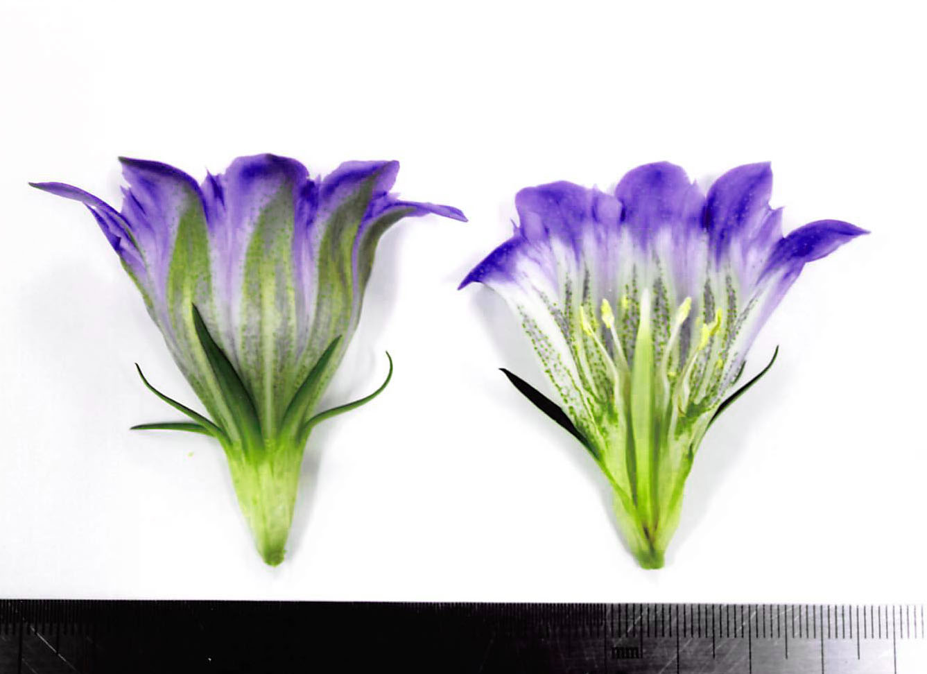 品種登録迅速化総合電子化システム