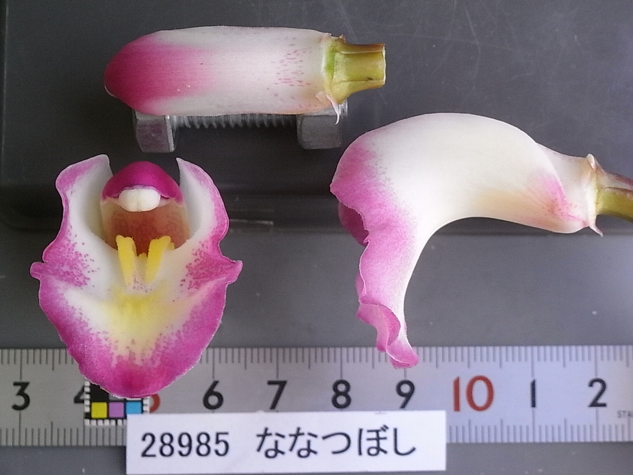 品種登録迅速化総合電子化システム