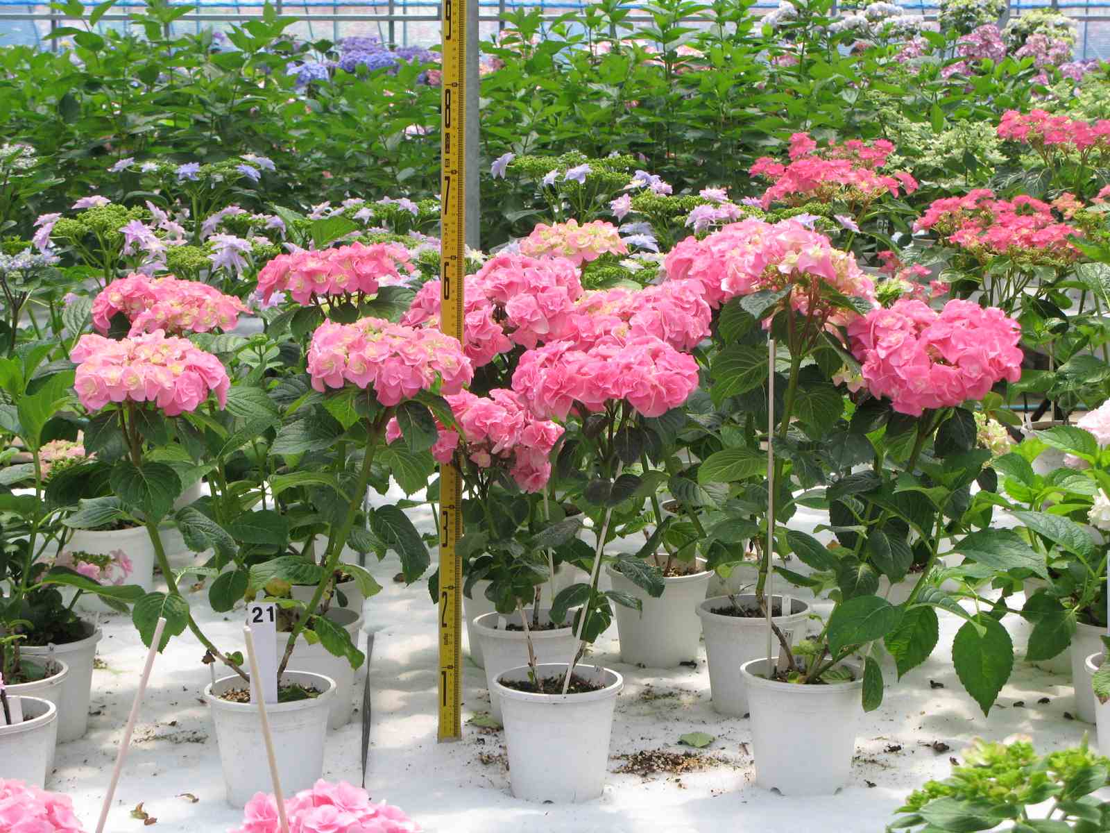 品種登録迅速化総合電子化システム