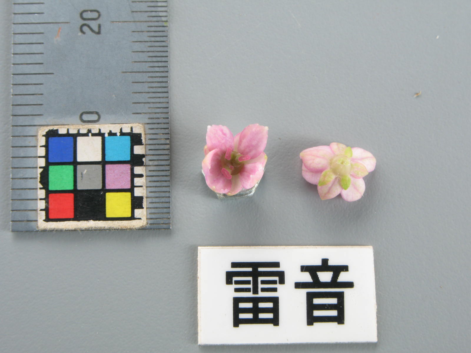 品種登録迅速化総合電子化システム