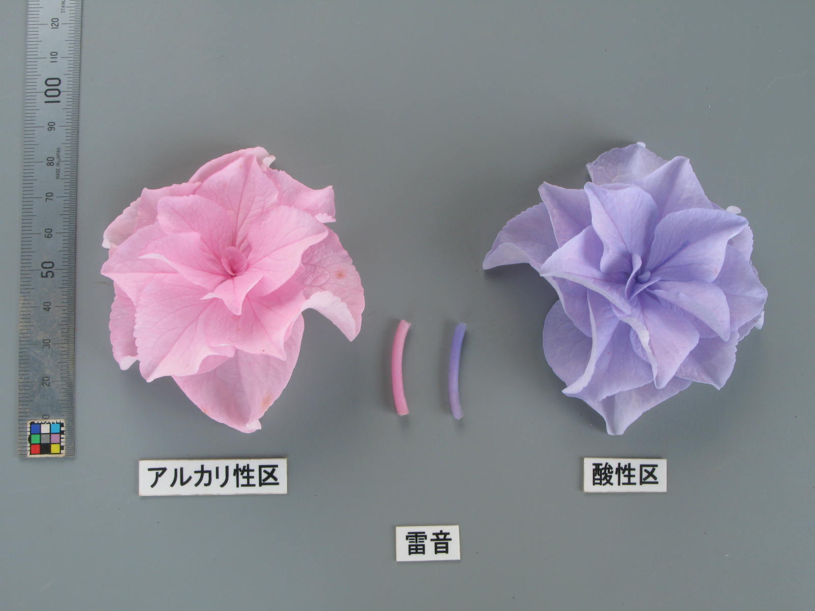 品種登録迅速化総合電子化システム