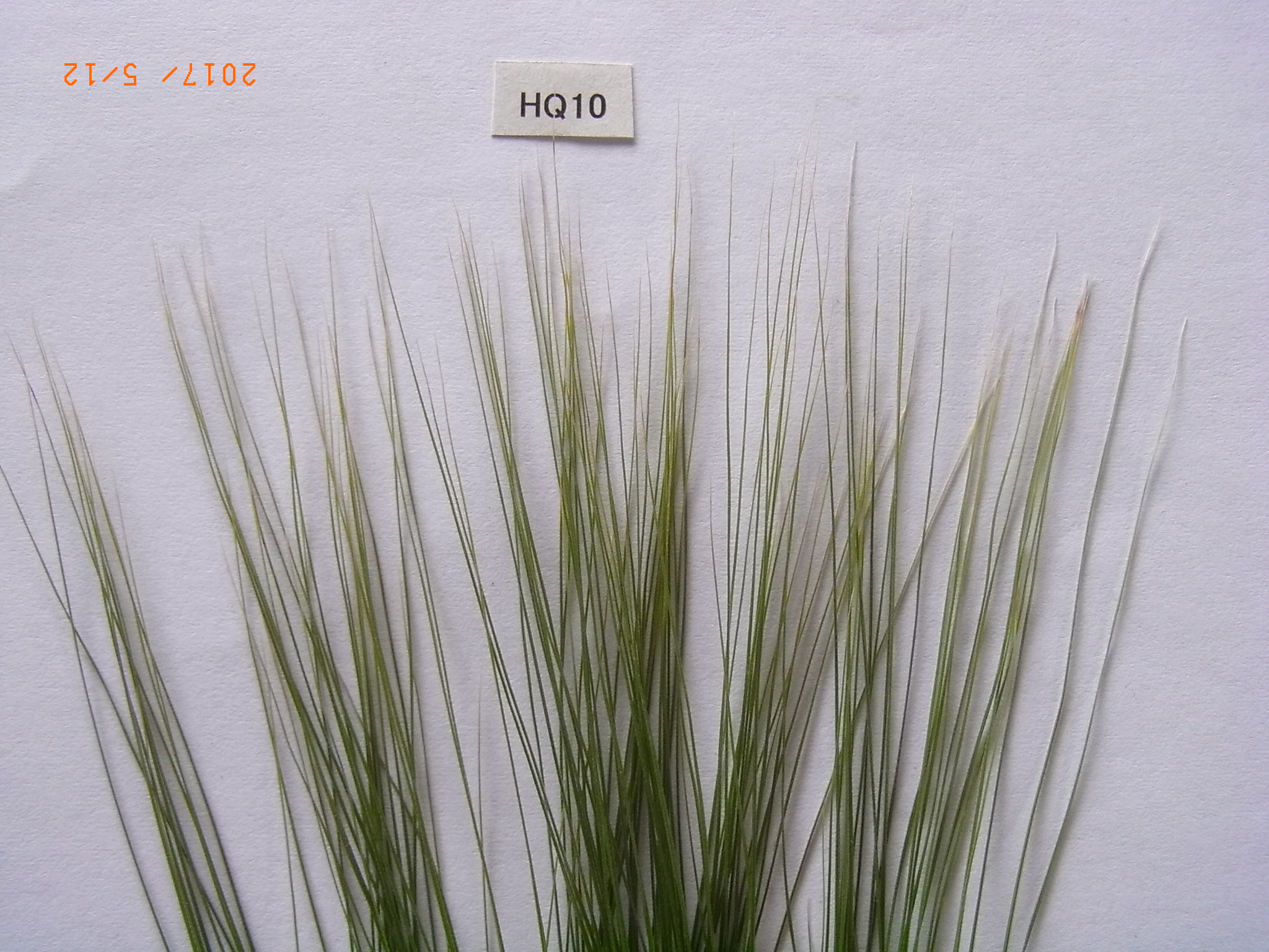 品種登録迅速化総合電子化システム