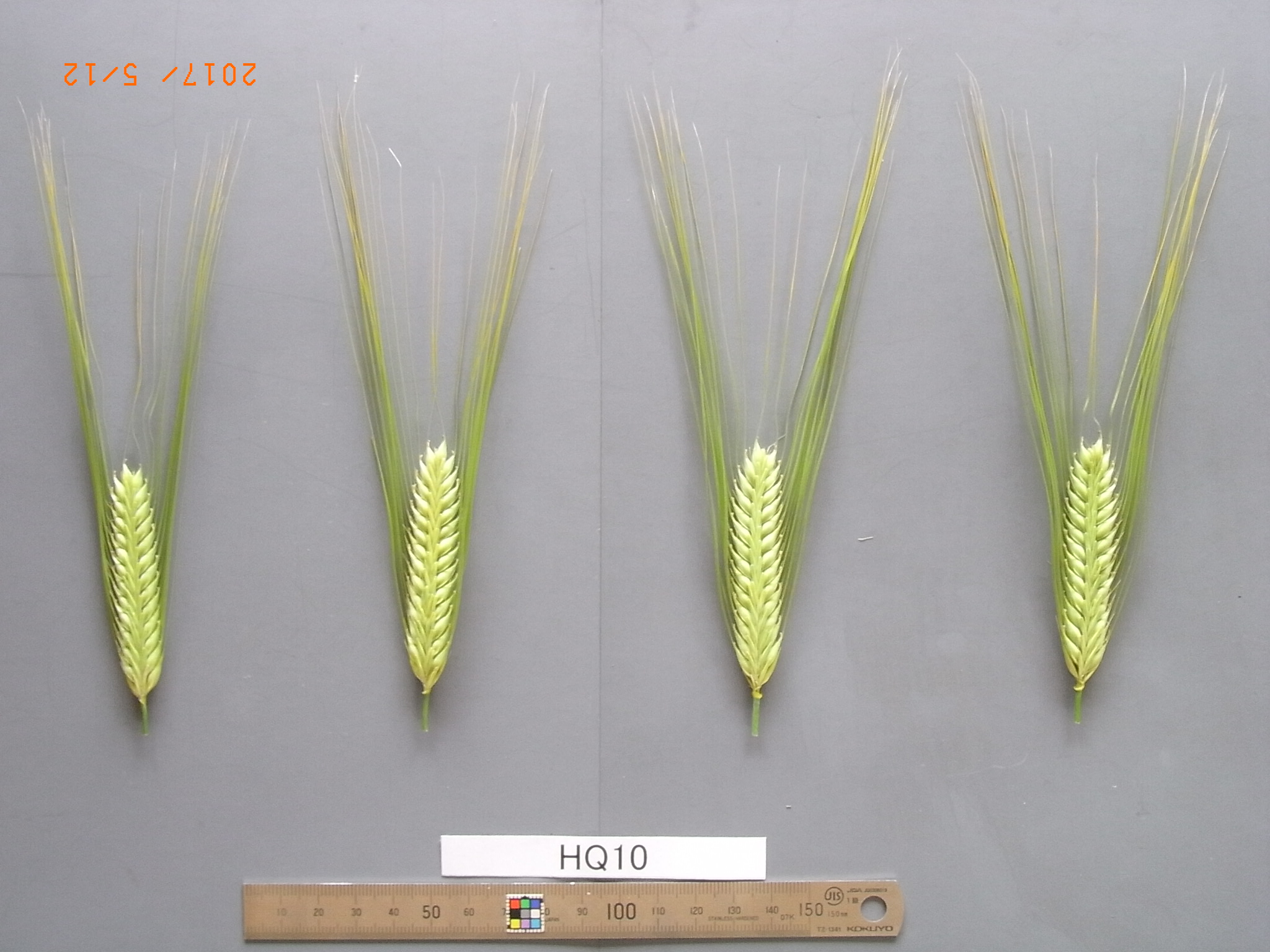 品種登録迅速化総合電子化システム