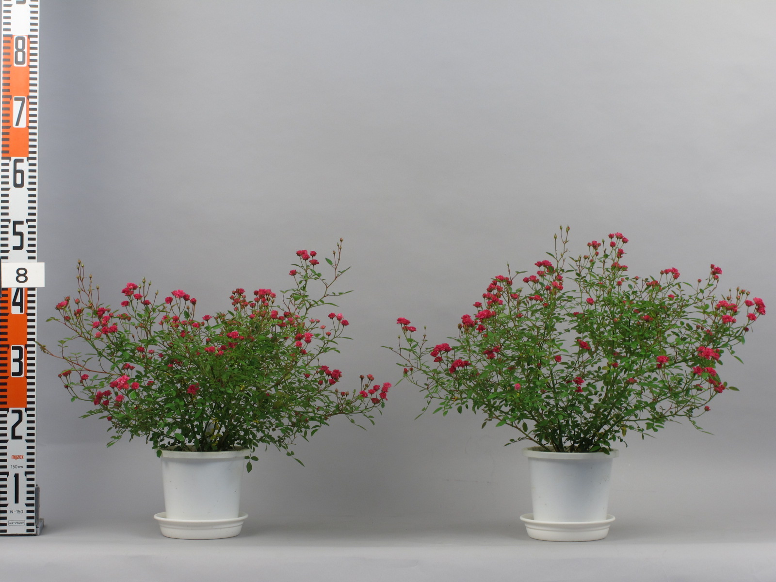 品種登録迅速化総合電子化システム