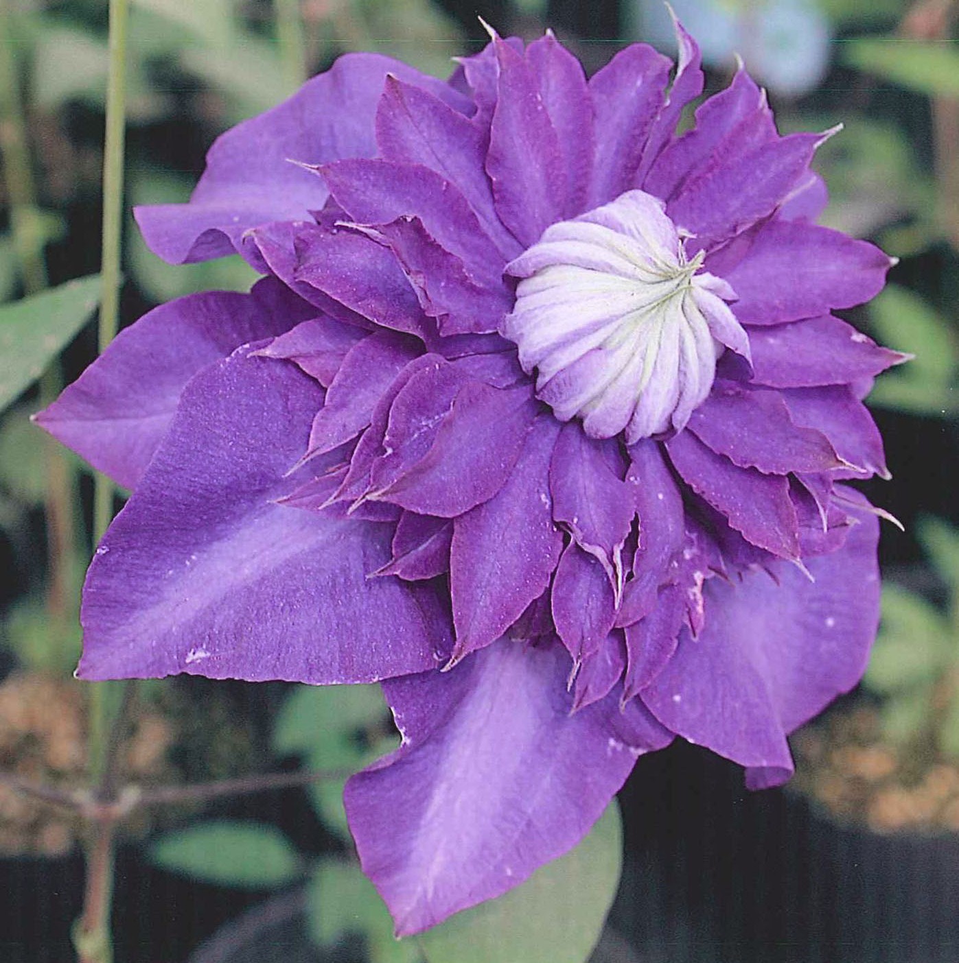 品種登録迅速化総合電子化システム