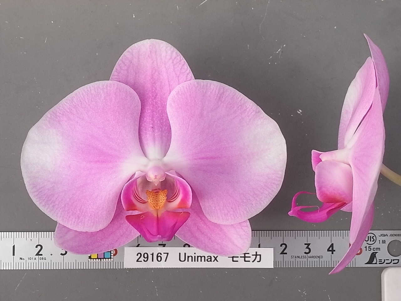 品種登録迅速化総合電子化システム