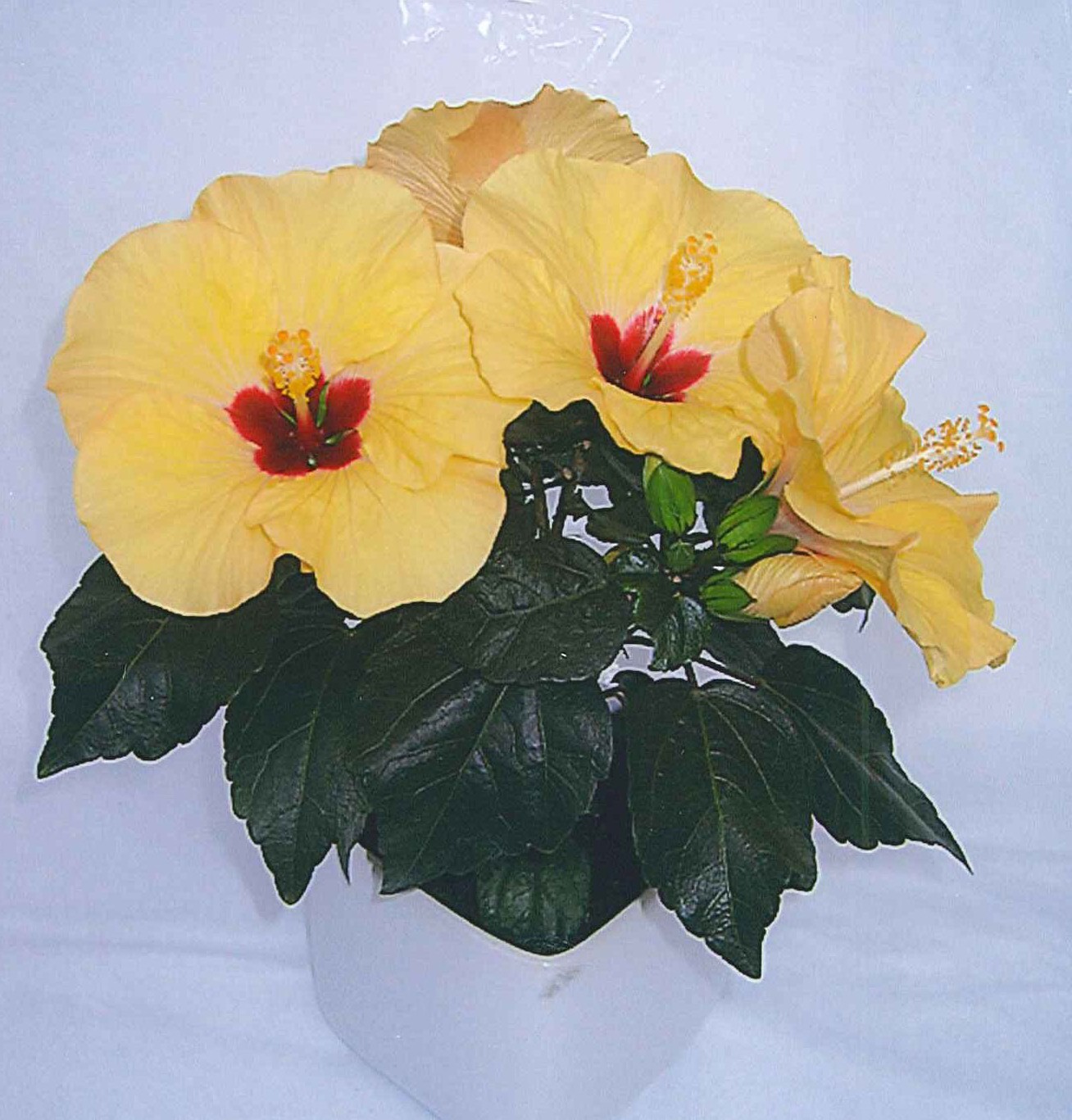 ☆ハイビスカス☆ ◇強健！PWスーパーチュニア・ビスタ◇ハイビスカス開花