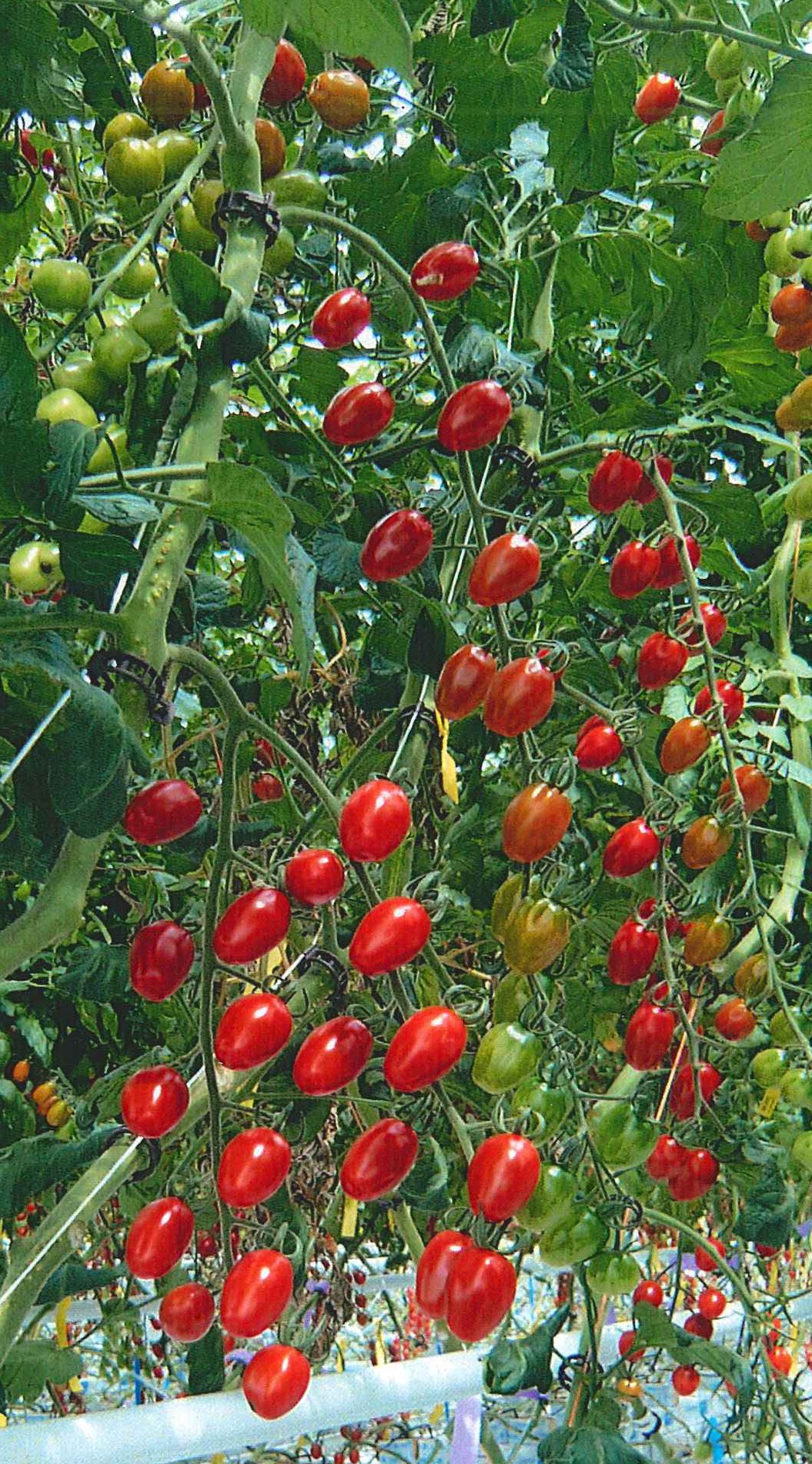 品種登録迅速化総合電子化システム