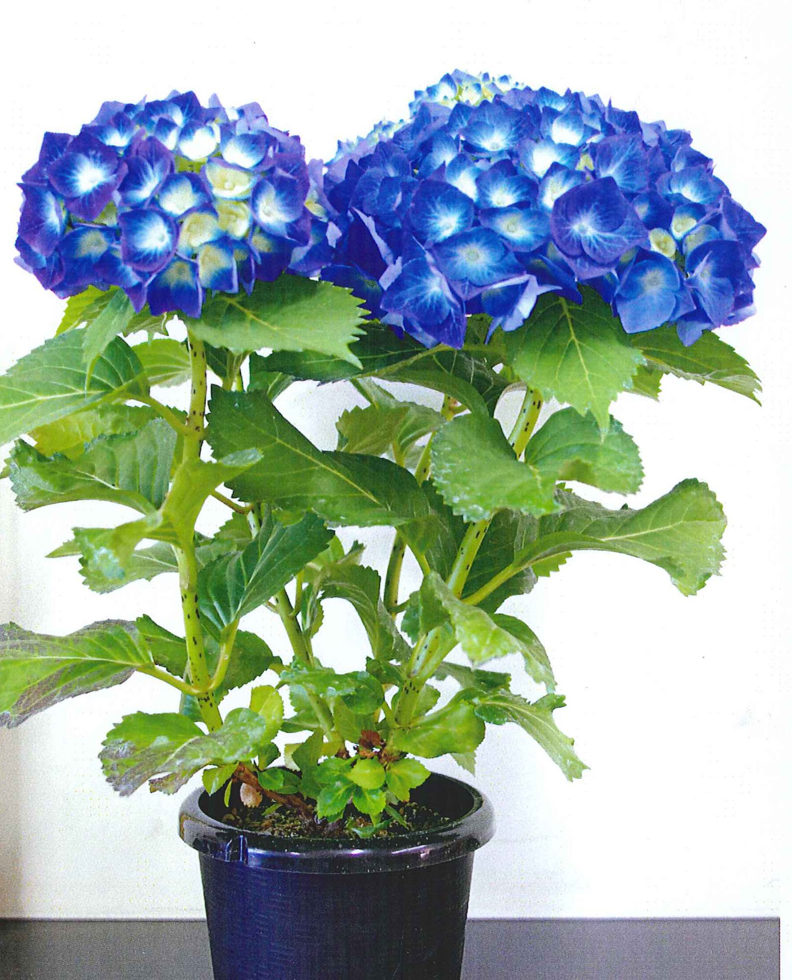 品種登録迅速化総合電子化システム