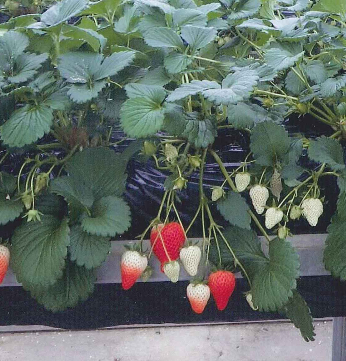 品種登録迅速化総合電子化システム