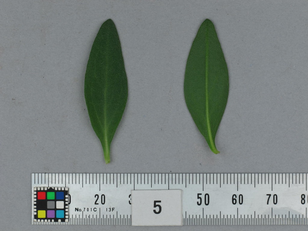 品種登録迅速化総合電子化システム