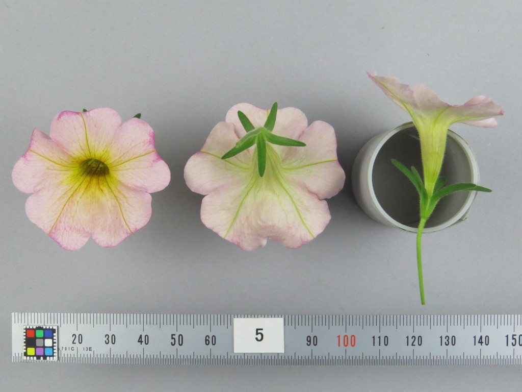 品種登録迅速化総合電子化システム