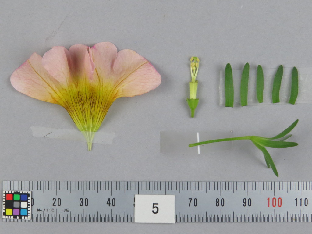 品種登録迅速化総合電子化システム