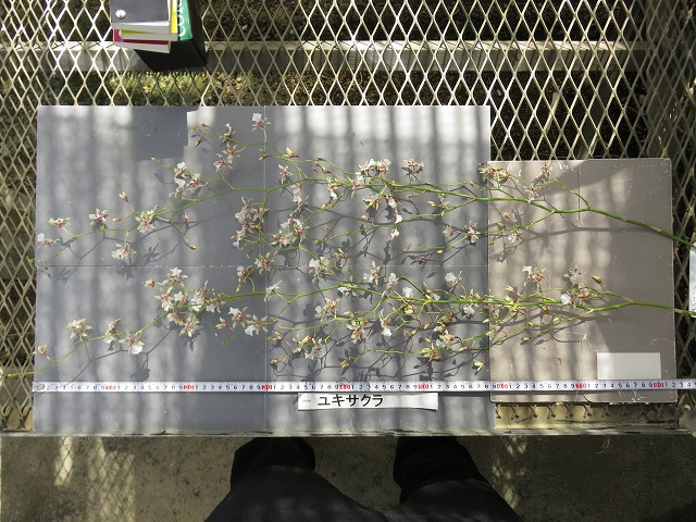 品種登録迅速化総合電子化システム