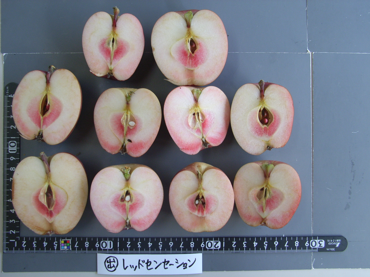 リンゴ様確認 品種登録迅速化総合電子化システム