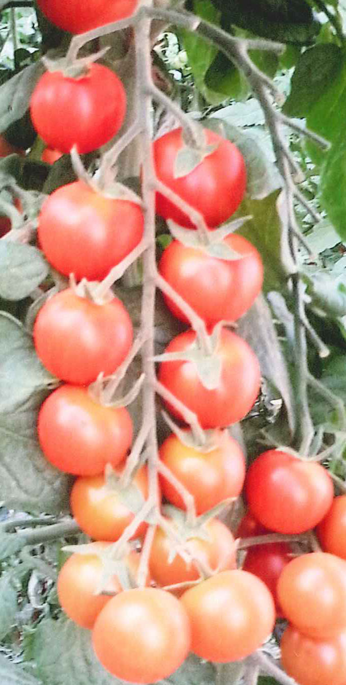 品種登録迅速化総合電子化システム