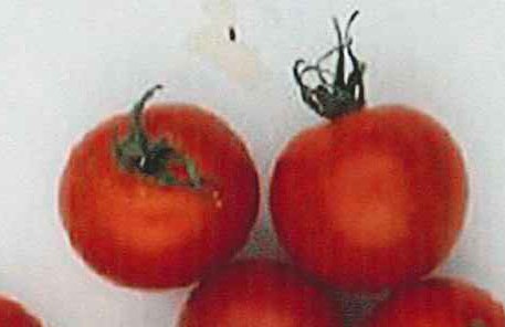 品種登録迅速化総合電子化システム