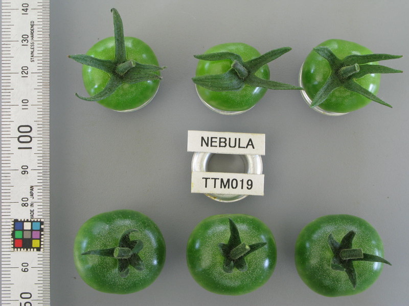 品種登録迅速化総合電子化システム