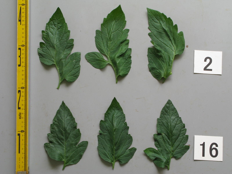 品種登録迅速化総合電子化システム
